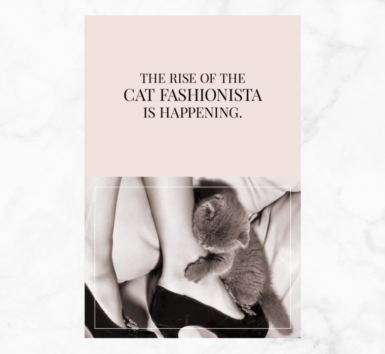 Cat Fashionista Teaser